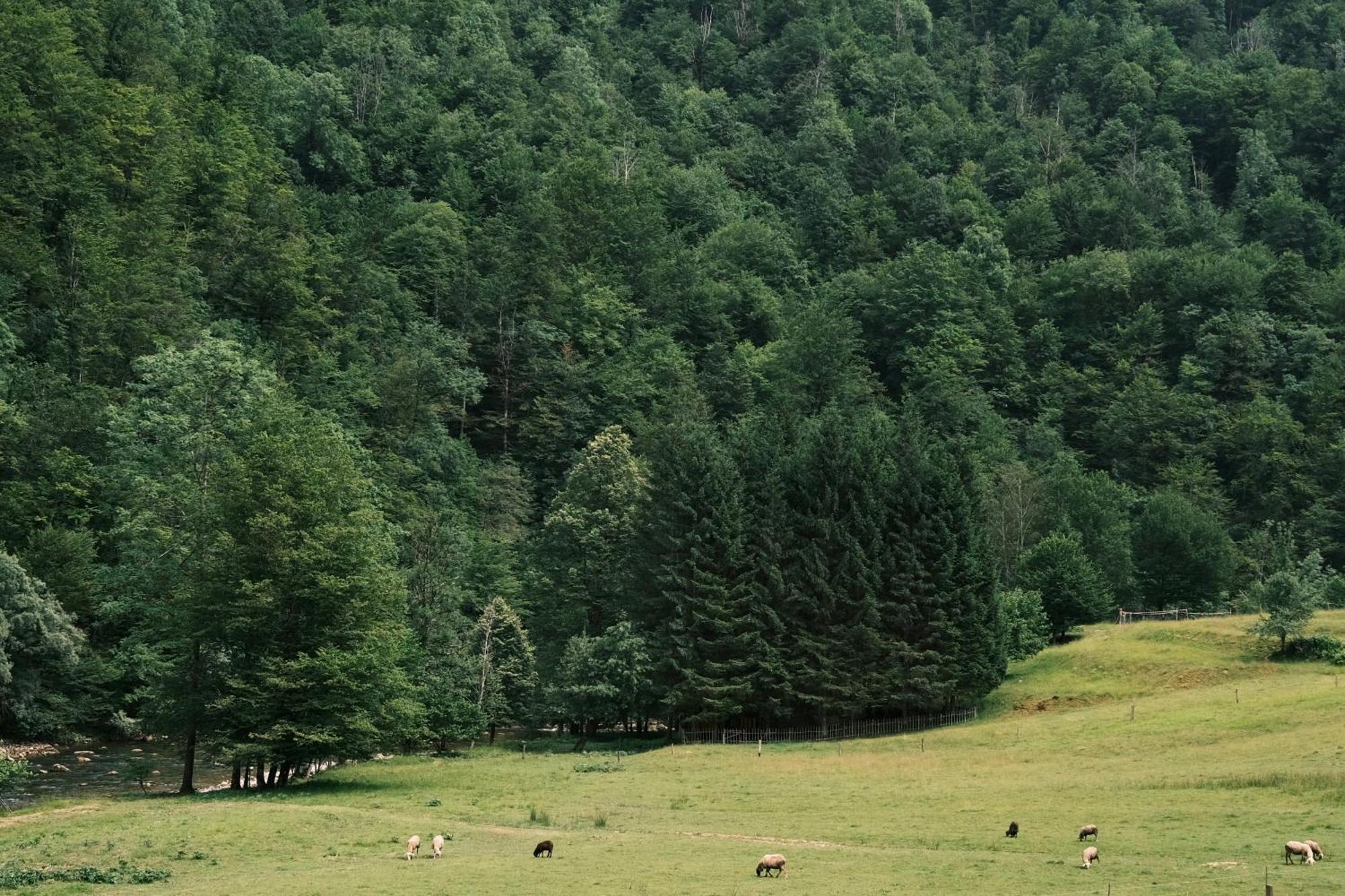 Treehouse Kupari Nacionalni Park Risnjak Cabar ภายนอก รูปภาพ